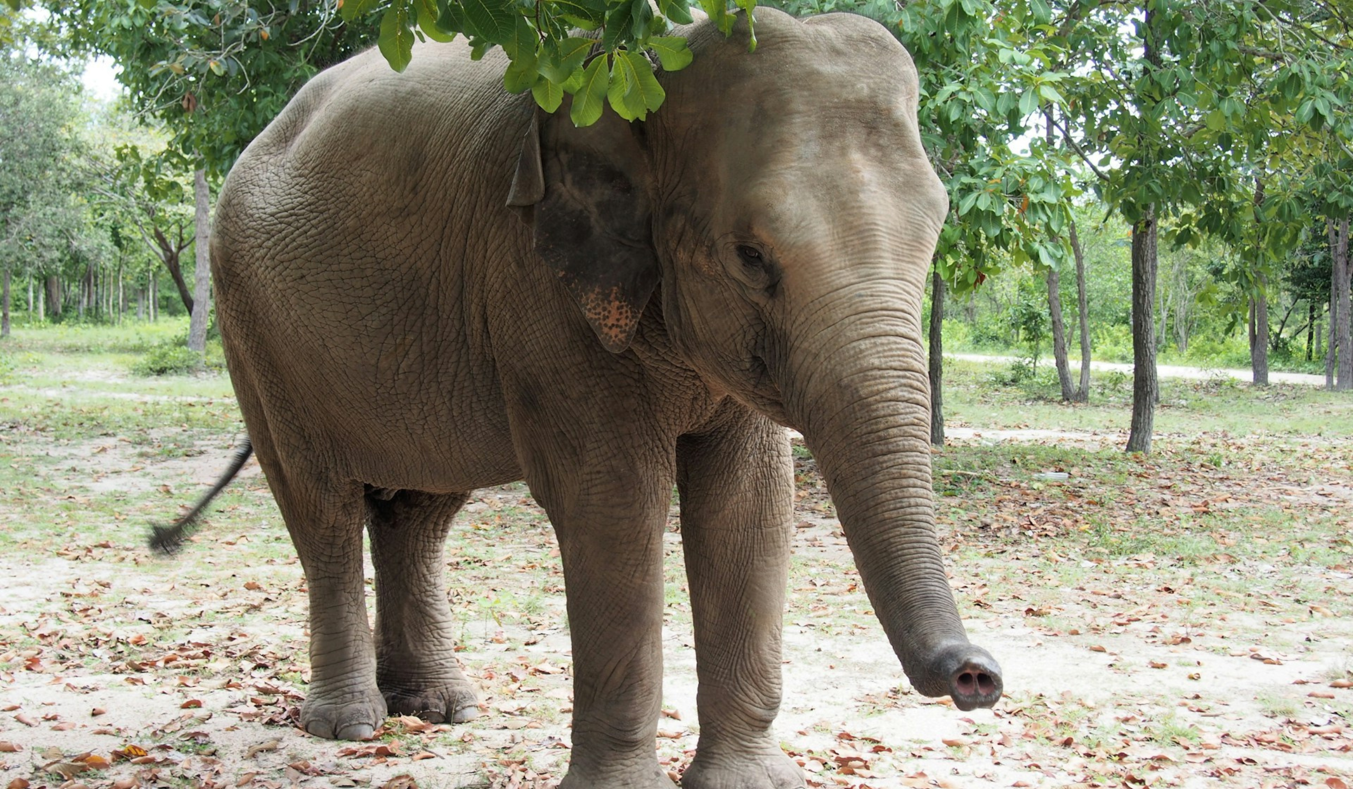 Elefant in Siam Reap