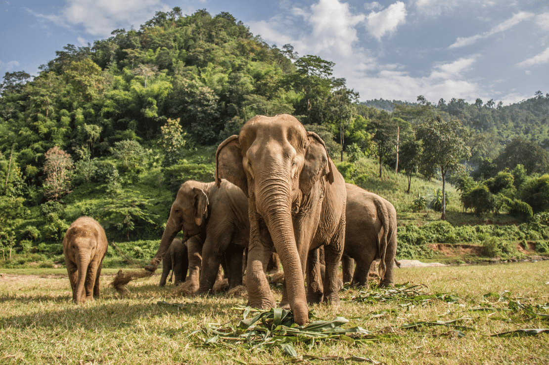 Elephant Nature Park -1