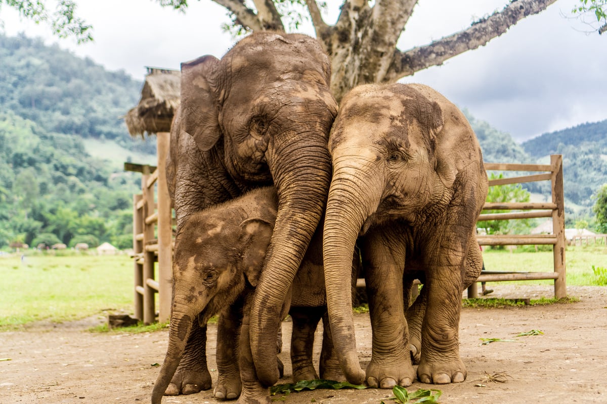 elephant thailand 1