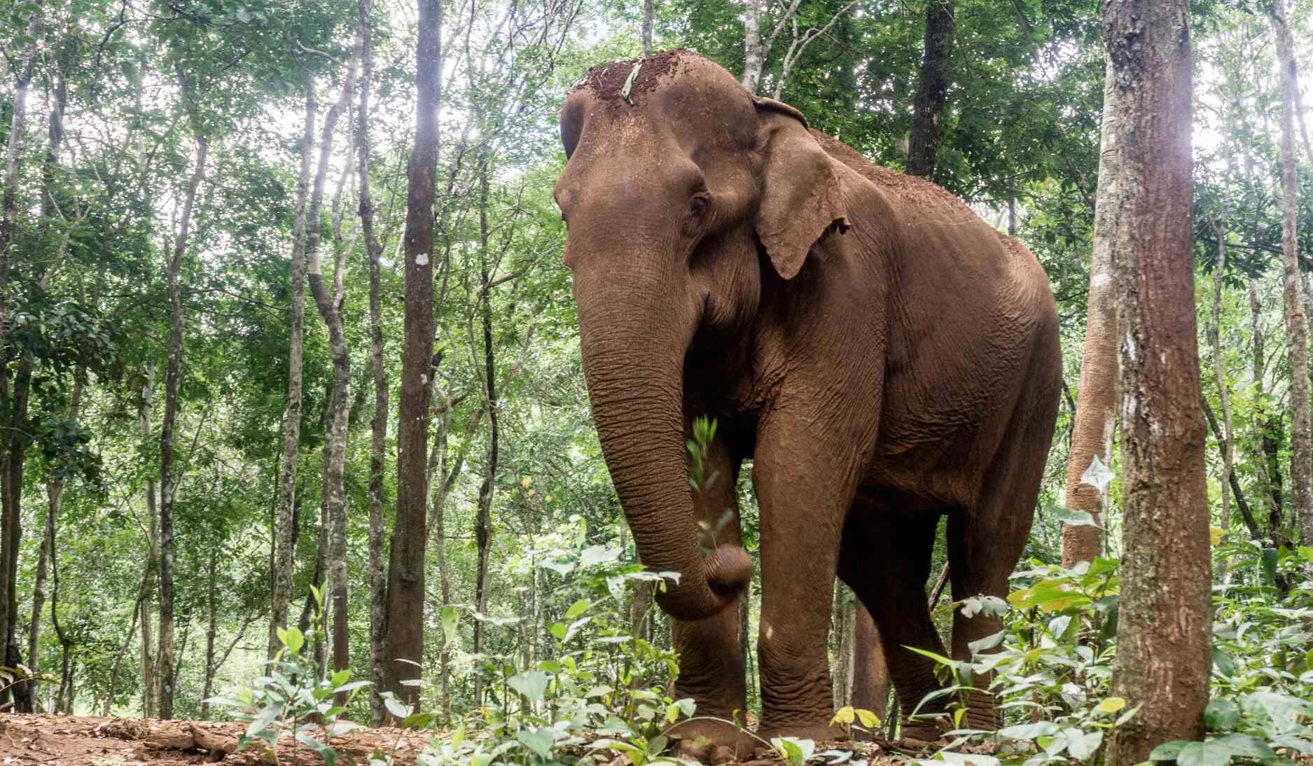 Mondulkiri_elefant