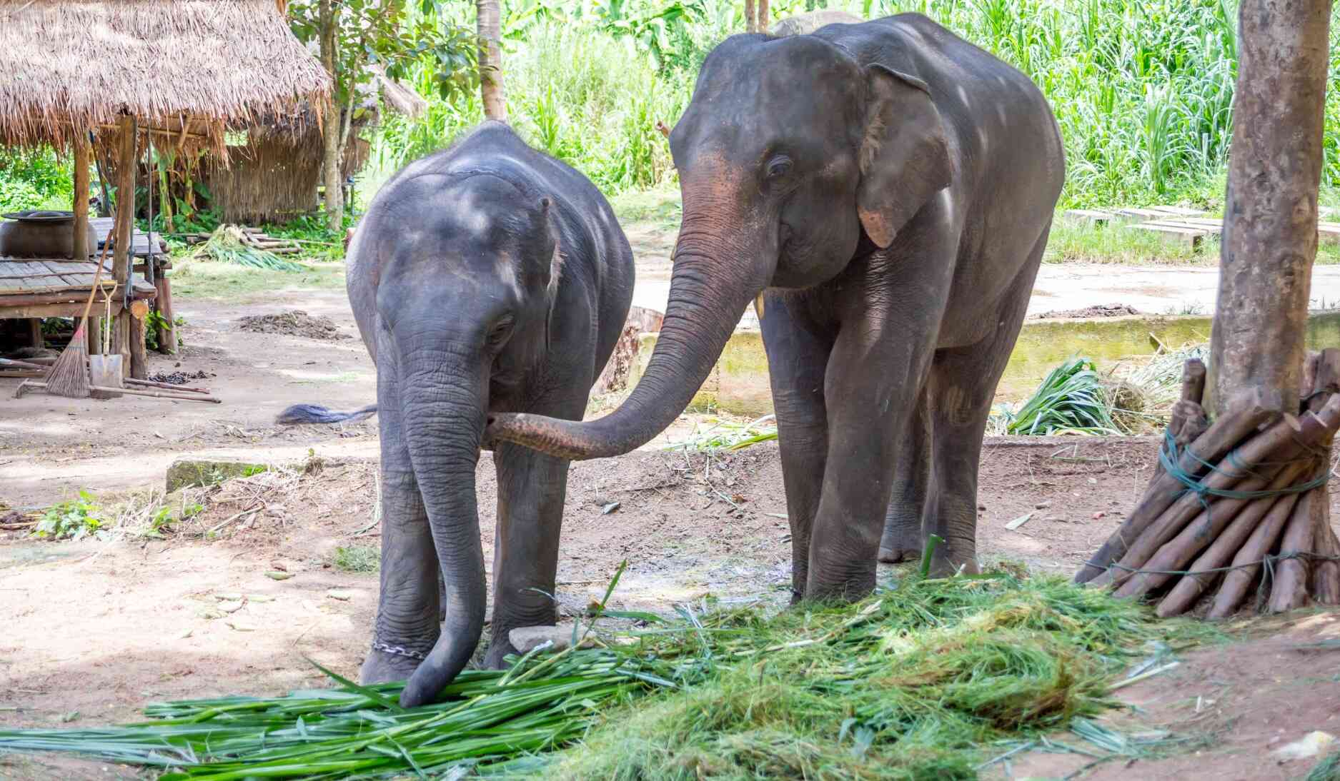 Thai Elephant Conservation Center