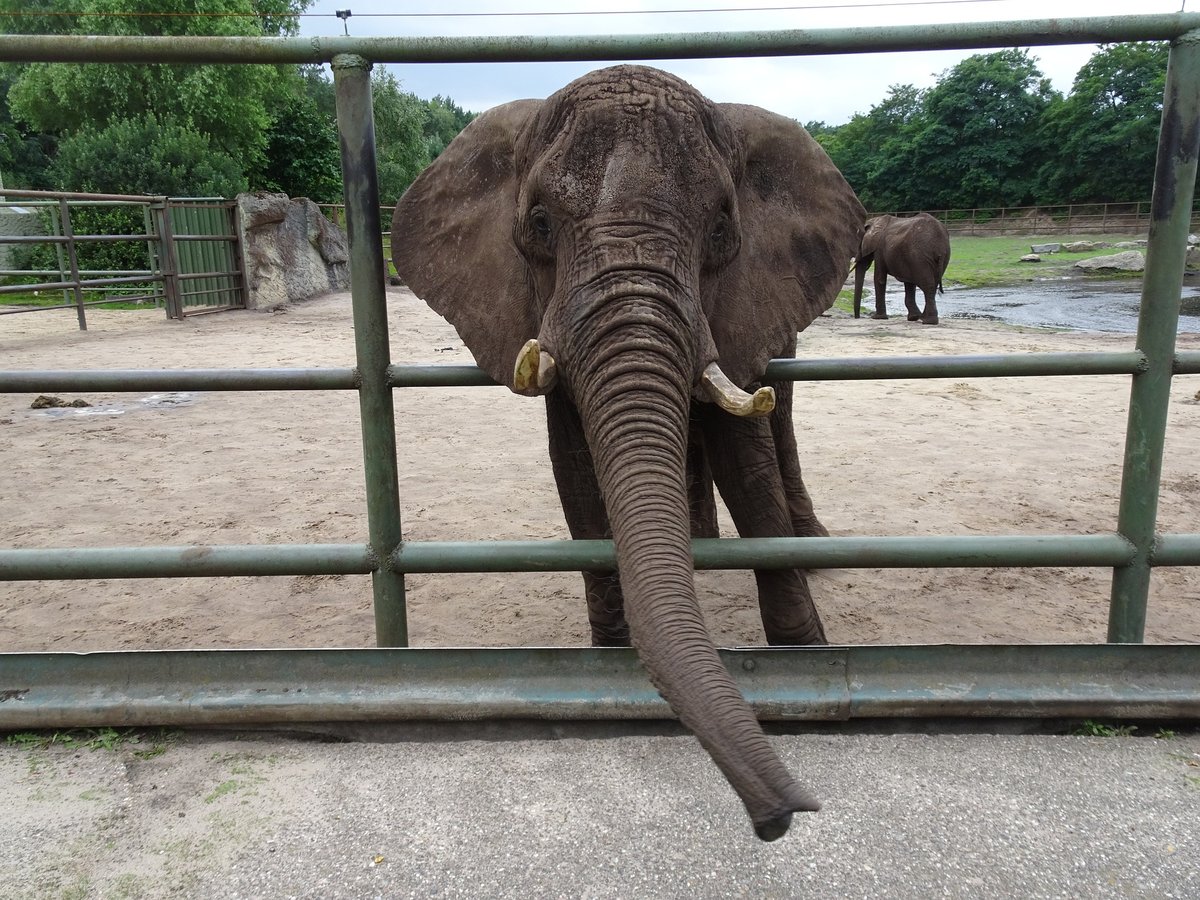 elefant-thailand-eingesperrt