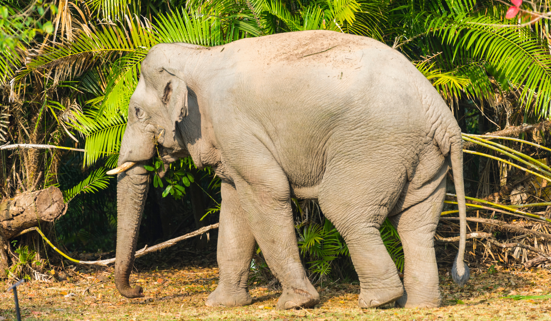 Elefant_khao_yai_Nationalpark_Thailand