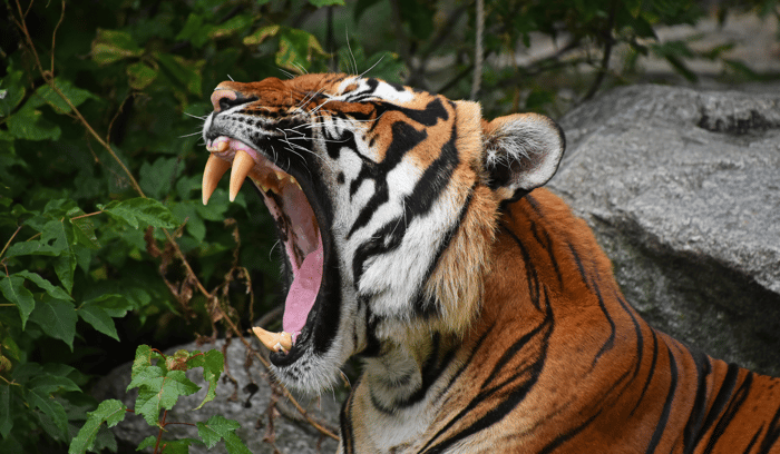 indochinese tiger